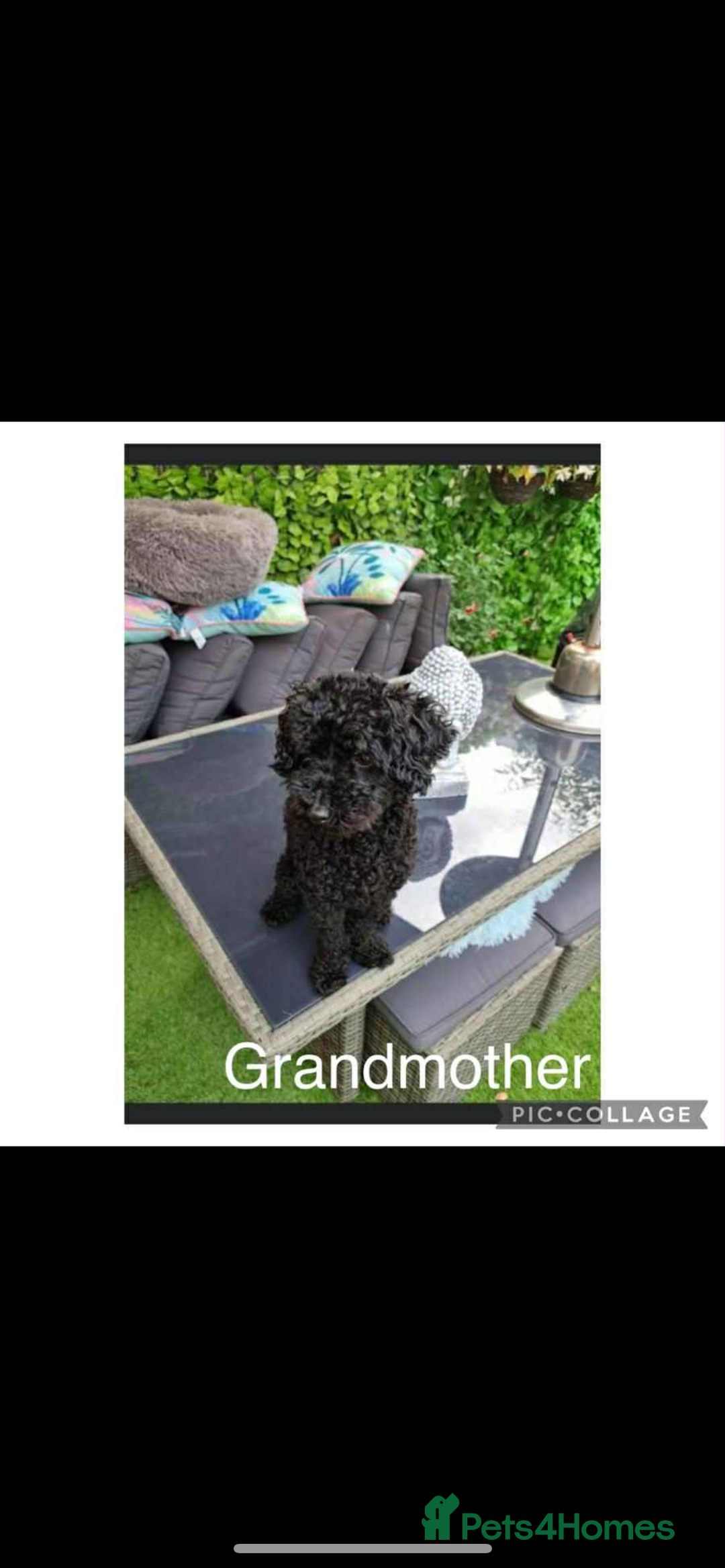 Toy Poodle dogs for sale: Pedigree tiny toy poodles  - Image 10