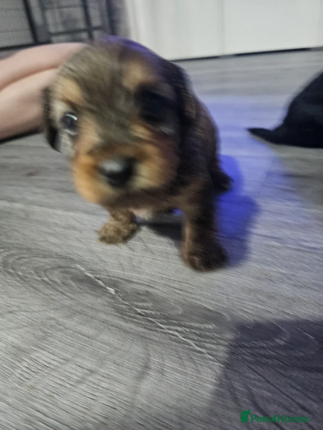 Mixed Breed dogs for sale:  **  Toy yorkipoo  - Advert 10