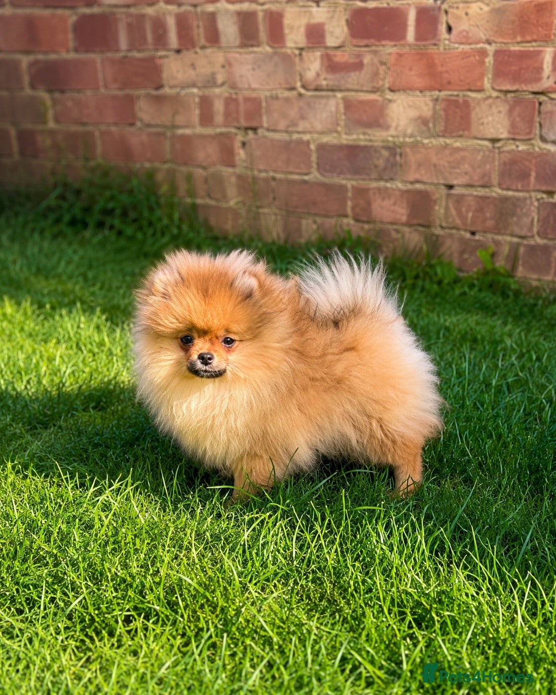 Pomeranian dogs Super Tiny🐻Teddy Face🏆KC - Advert 1