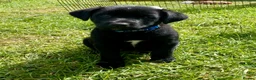 Mixed Breed dogs for sale: Australian Kelpie x Collie Pups in Llangadog - Advert 4