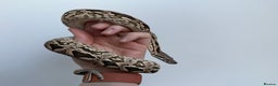 Boa Snake reptiles for sale: Dumerils Boa - Advert 4
