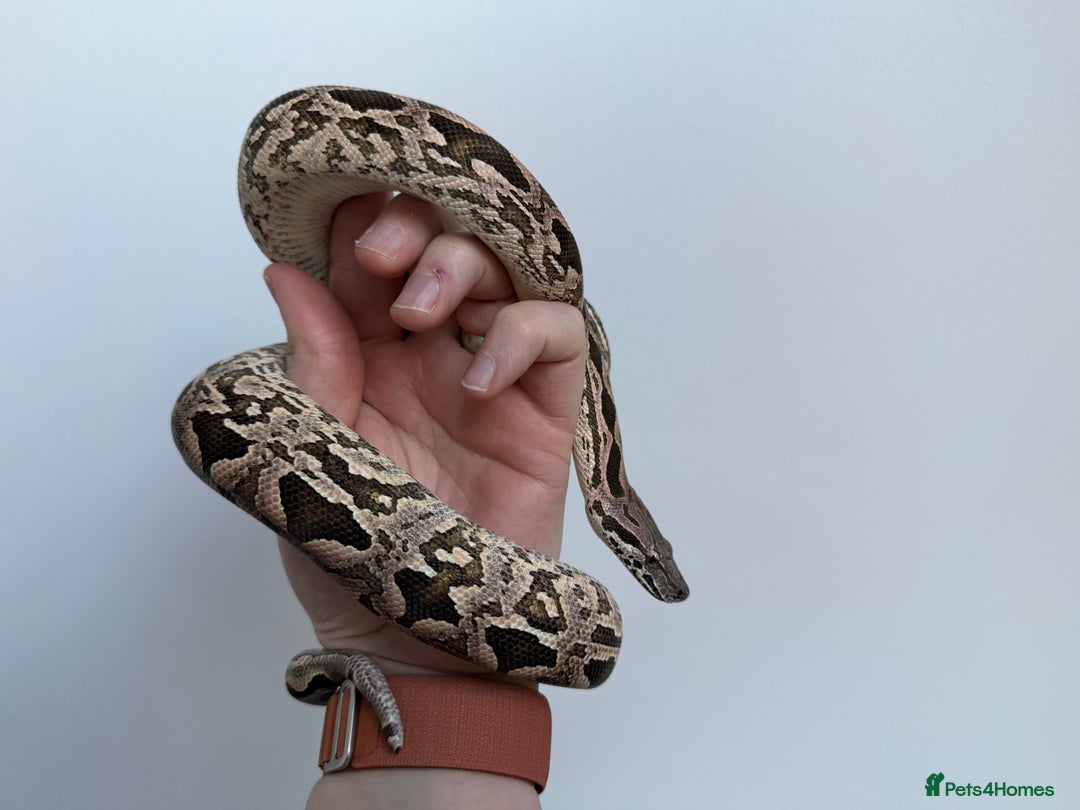 Boa Snake reptiles for sale: Dumerils Boa - Advert 4