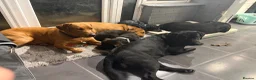 Labrador Retriever dogs for sale: LABRADOR PUPPIES DUE SOON  - Advert 5