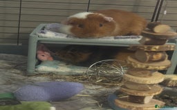 Guinea Pig rodents for sale: Guinepigs two Brothers  - Image 2