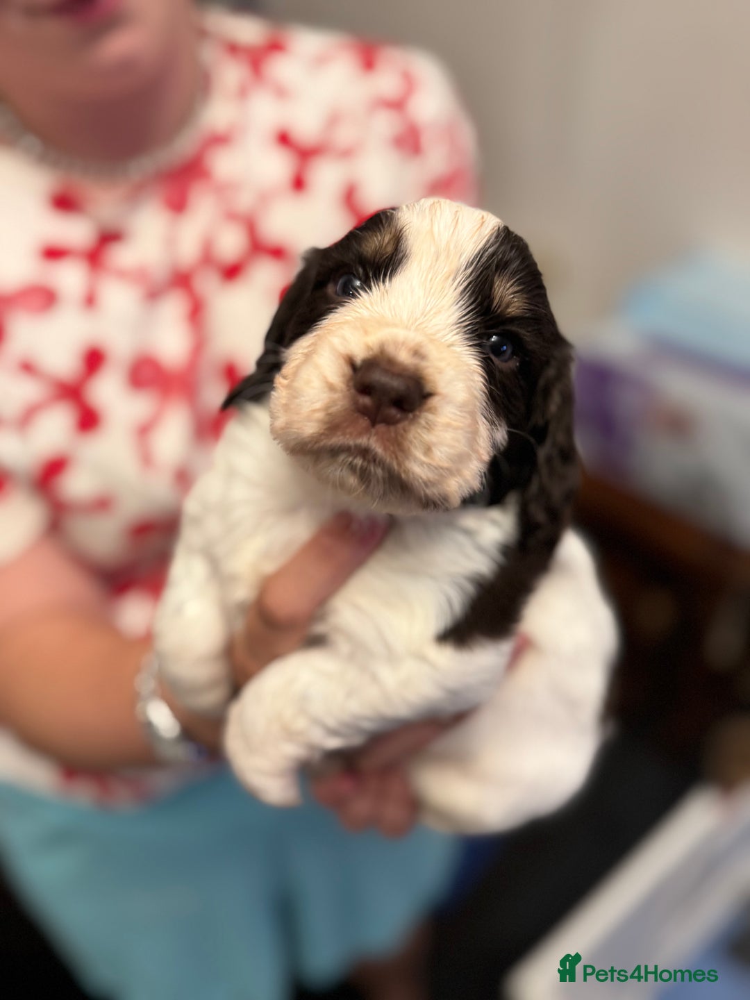 Cocker Spaniel dogs for sale: Working cocker spaniels  - Image 14