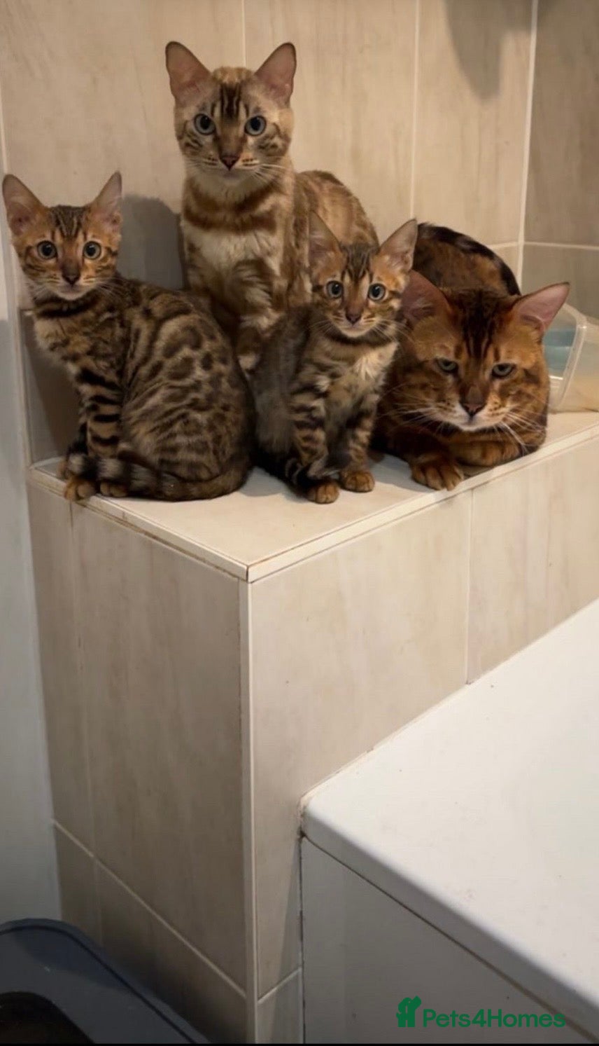 Bengal cats Beautiful Bengal Girl  in London - Advert 2