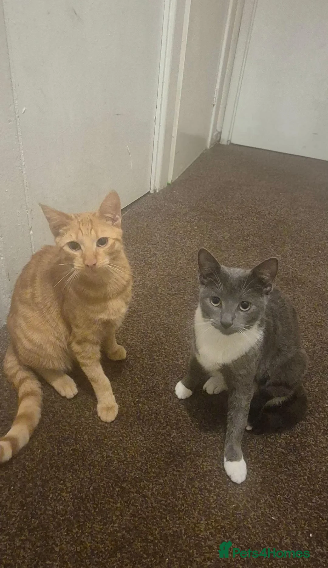 Domestic Shorthair cats for sale: Miso and Mango in Manchester - Advert 1