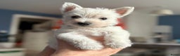West Highland Terrier dogs for sale: Only 4 Westie Puppies Left – Ready for Homes Now! - Advert 1