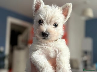 West Highland Terrier dogs West Highland Terriers - Ready To Leave In 2 weeks - Advert 5