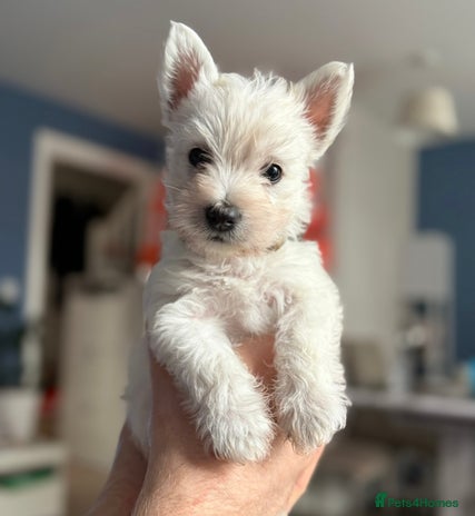 West Highland Terrier dogs West Highland Terriers - Ready To Leave In 2 weeks - Advert 3
