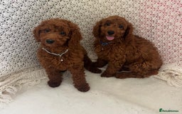 Cavapoo dogs for sale: health tested red cavapoo babies in Goole - Image 1