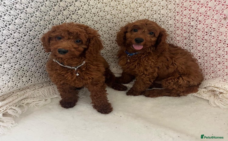 Cavapoo dogs in Goole - Advert 1