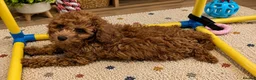 Cavapoo dogs for sale: Premium F1B Cavapoos (Puppy Culture/ENS) - Advert 4