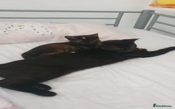 British Shorthair cats for sale: Beautiful mixed colour girl - Image 3