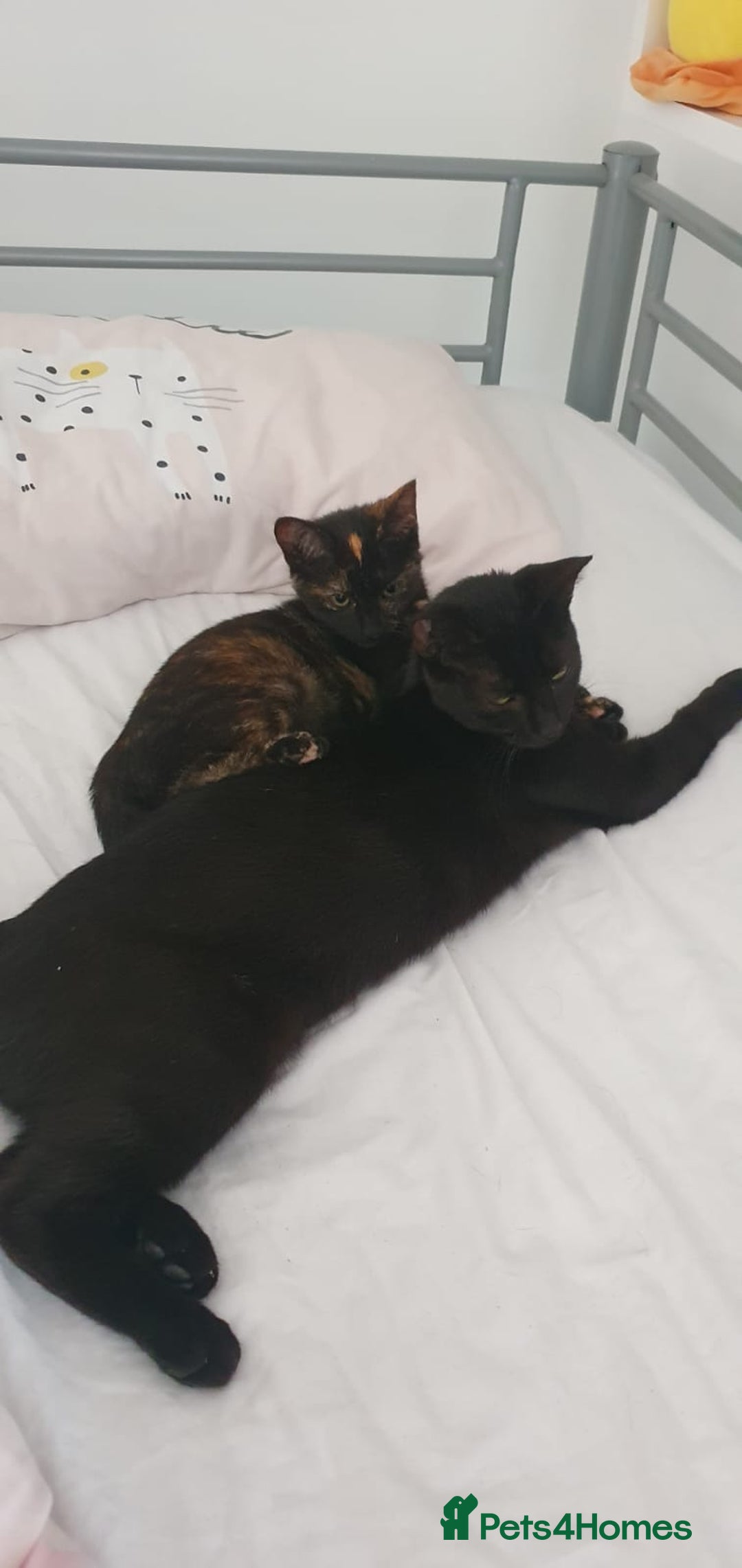 British Shorthair cats for sale: Beautiful mixed colour girl - Image 3