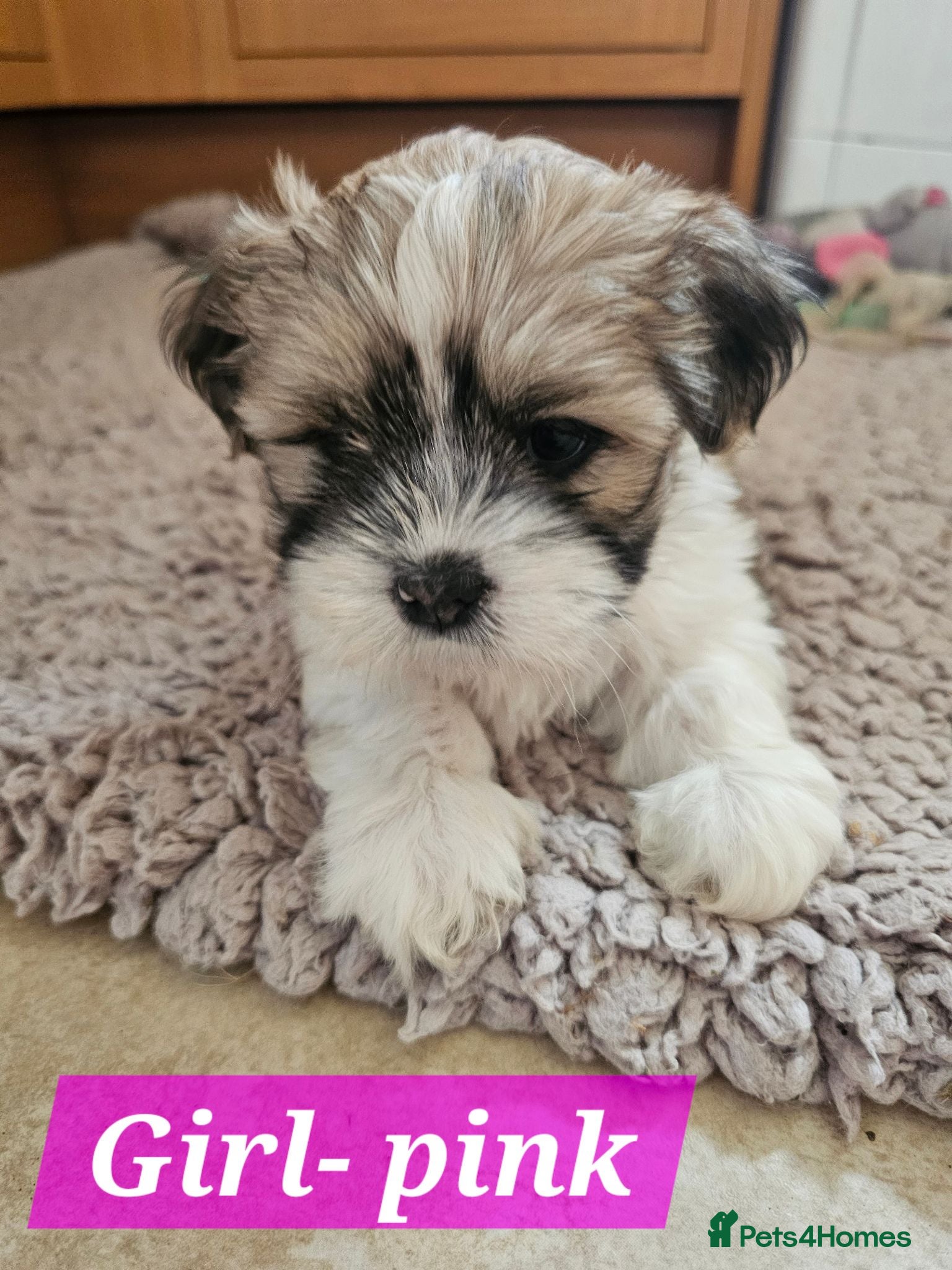 Lhasa Apso dogs Beautiful Lhasa Apso Puppies - 2 Girls and 3 Boys - Advert 2