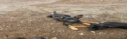 Australian Kelpie dogs for sale: Working Kelpie Pups in Melton Mowbray - Advert 2