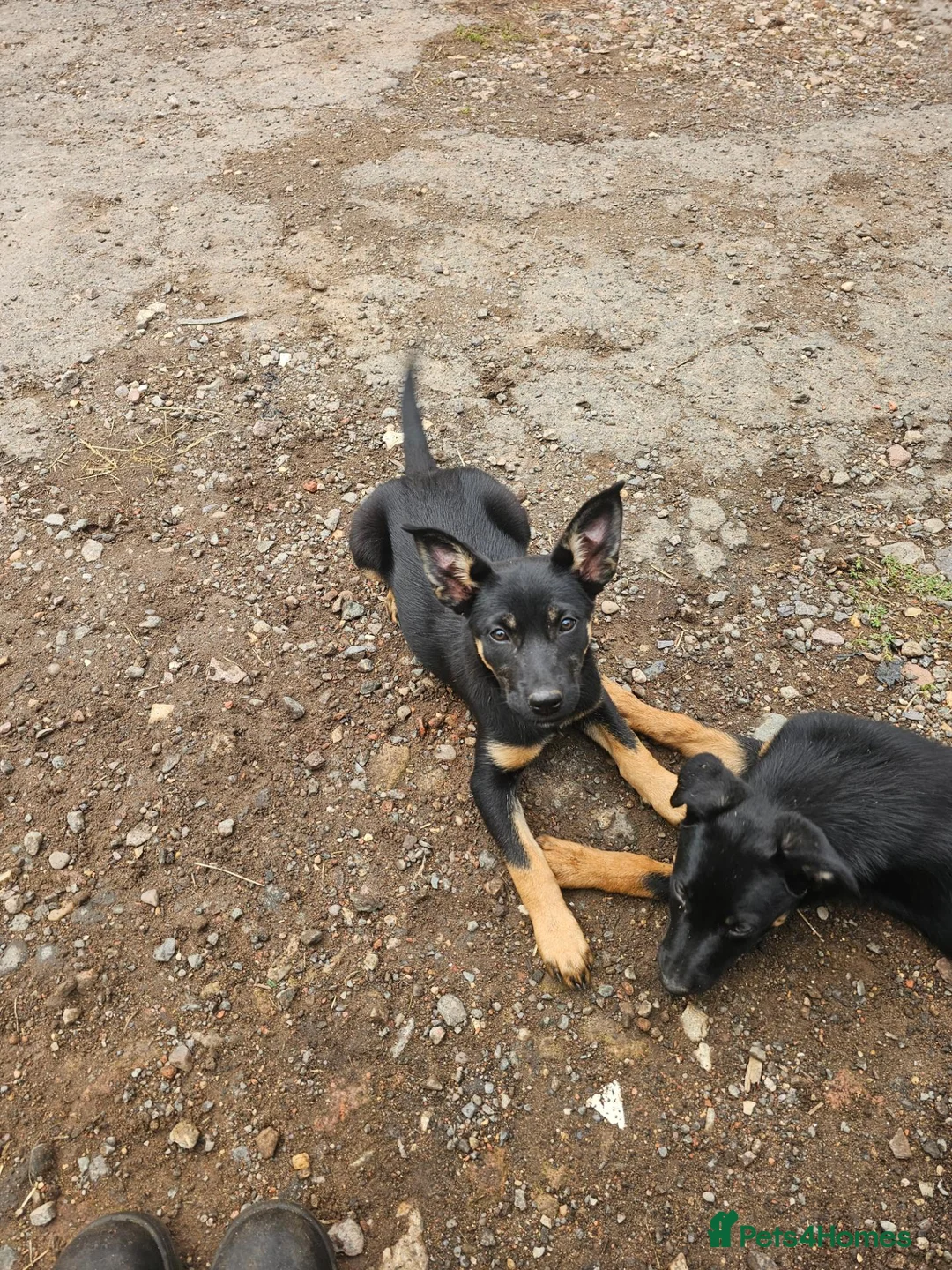 Australian Kelpie dogs for sale: Working Kelpie Pups in Melton Mowbray - Advert 2