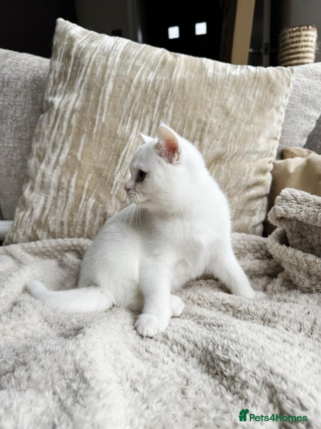 British Shorthair cats for sale: Adorable playful pure BSH kitten  - Image 3