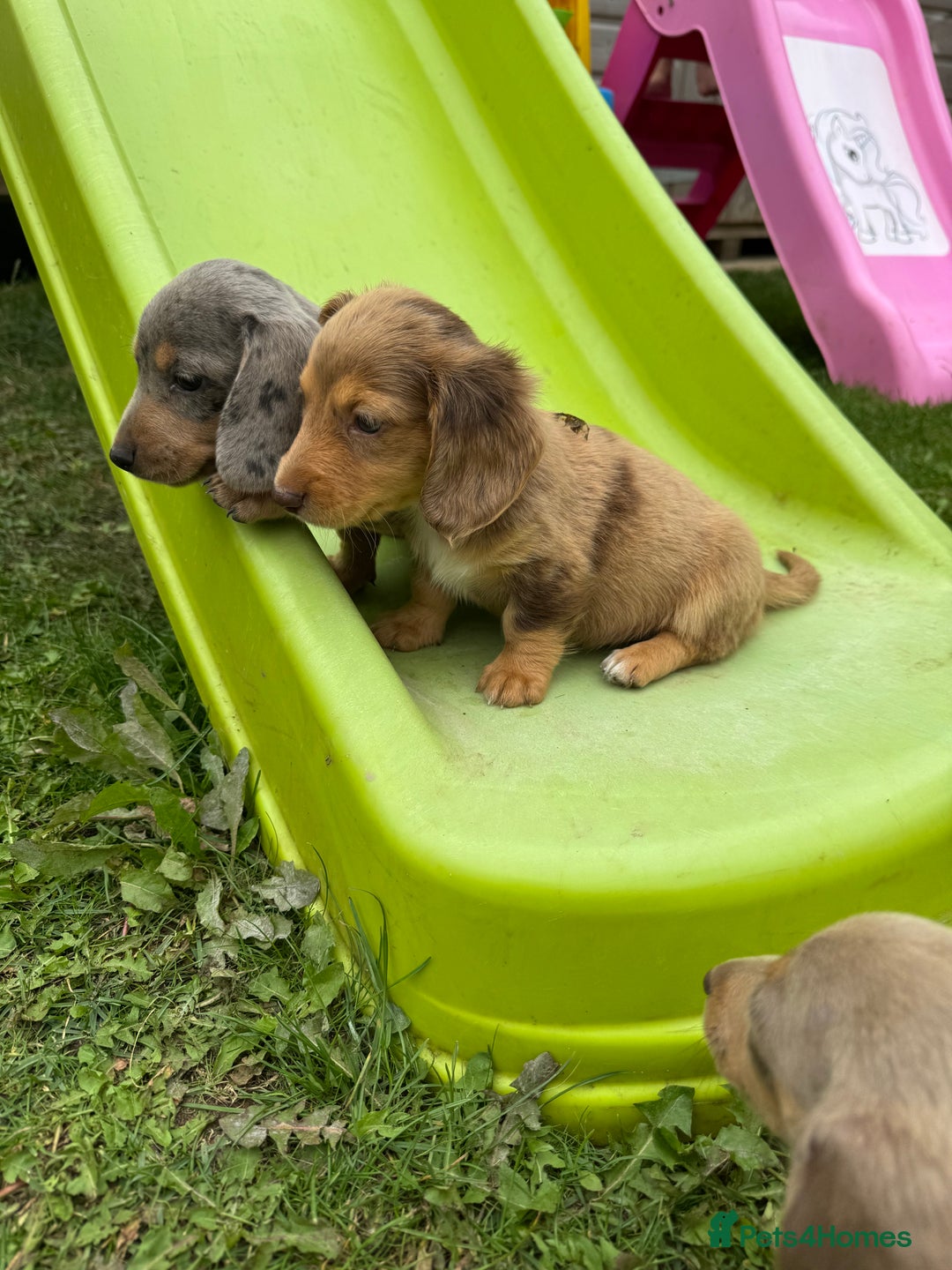 Miniature Dachshund dogs for sale: Beautiful miniature dachshund baby’s💖💙 - Image 8