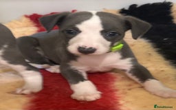 Whippet dogs for sale: Kc reg whippets Hear and eye tested parents  - Image 14
