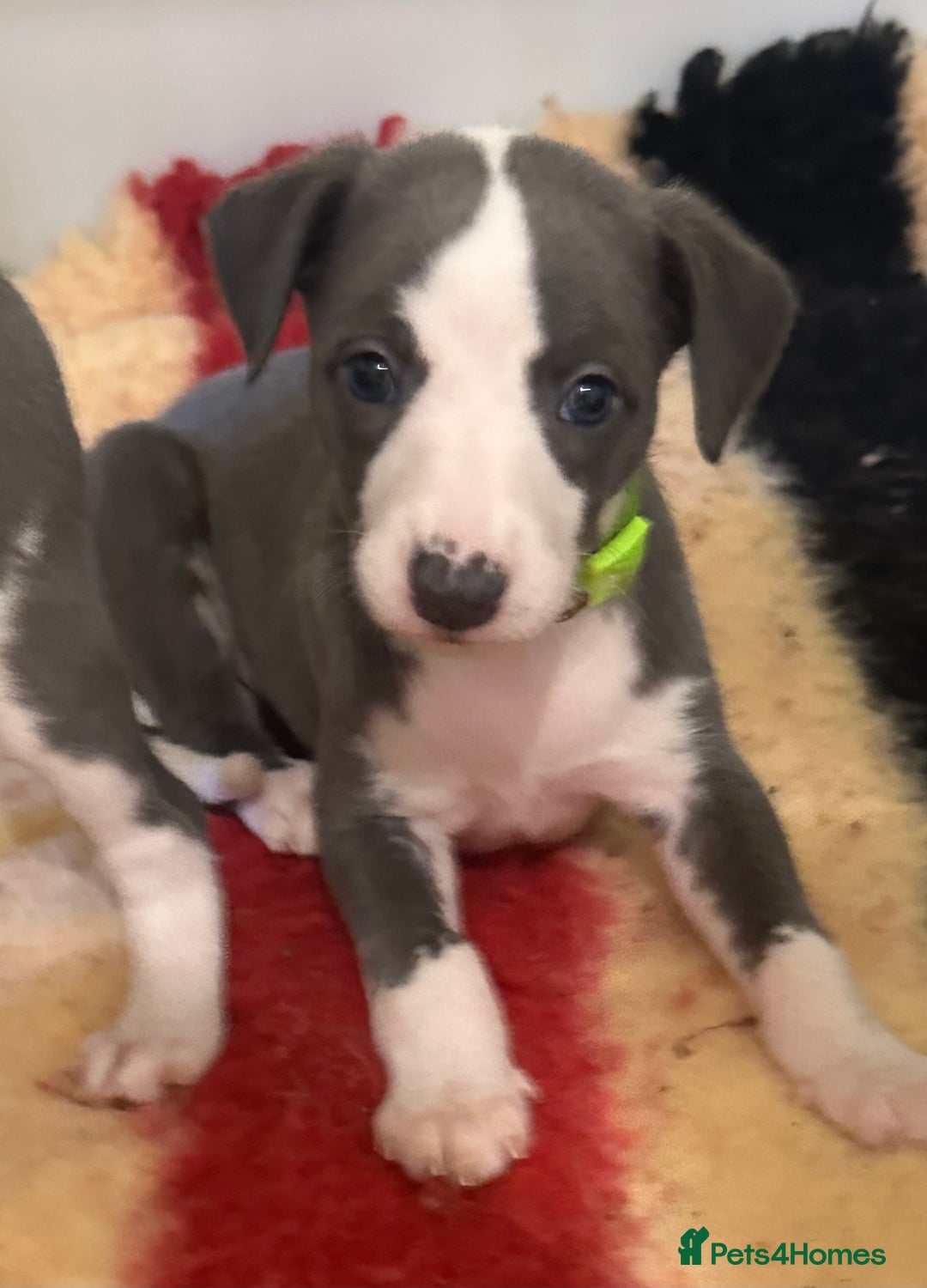 Whippet dogs for sale: Kc reg whippets Hear and eye tested parents  - Image 14
