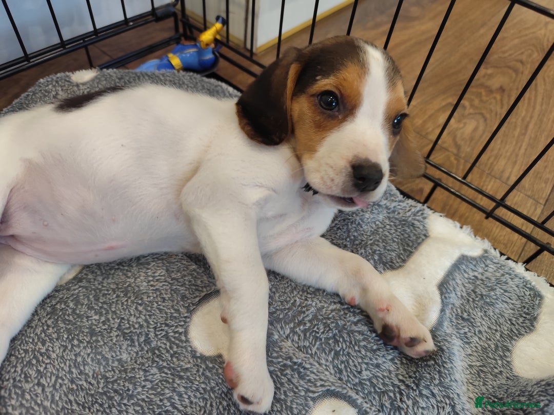 Beagle dogs for sale: Female Beagle  - Image 2