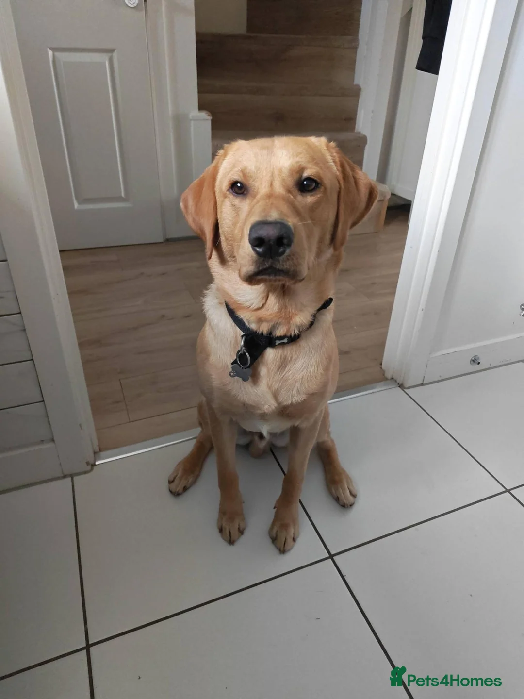 Labrador Retriever dogs for stud: Handsome Stud Boy Max🩵🩵 in Ashbourne - Advert 2