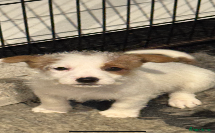 Jack Russell dogs - Advert 2