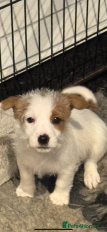 Jack Russell dogs - Advert 1