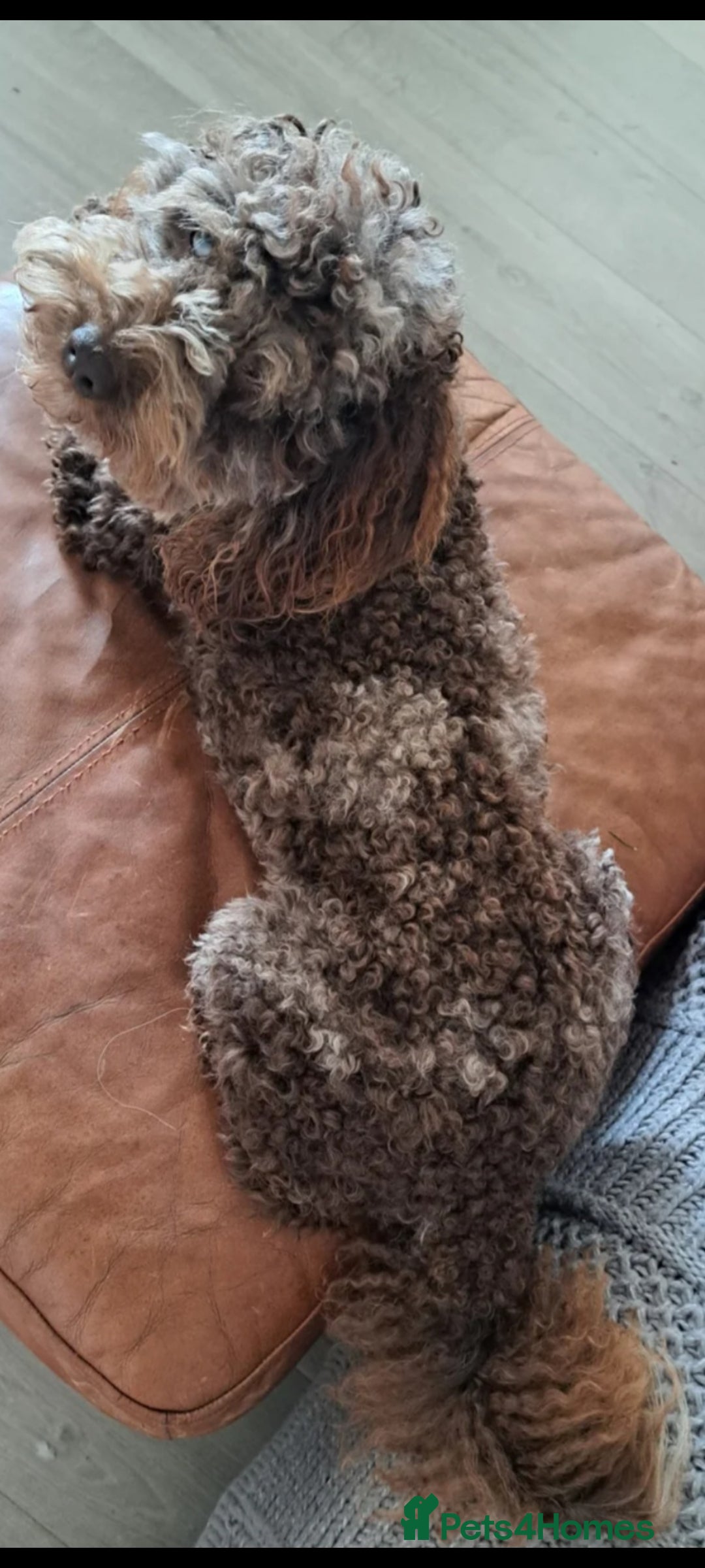 Poodle dogs for stud: cockapoo stud merle health tested, proven  in Bristol - Advert 6