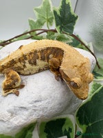 Gecko reptiles Lily white and tri colour harliquin £40/60 - Advert 3