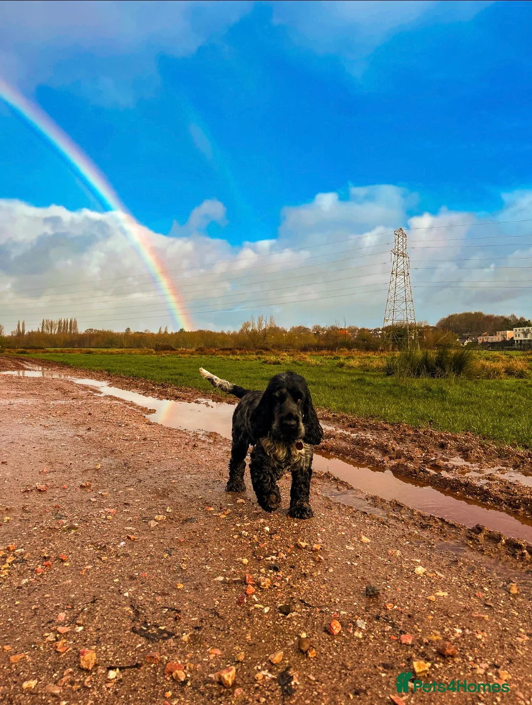 Cocker Spaniel dogs for stud: Blue roan show cocker spaniel stud - Advert 1