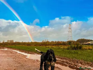 Cocker Spaniel dogs Blue roan show cocker spaniel stud - Advert 14