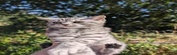 British Shorthair cats for sale: Full British shorthairs kittens READY NOW! - Advert 15