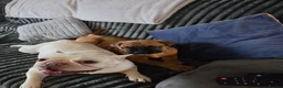 American Bulldog dogs for sale: American bulldog  - Advert 6