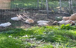 Chickens poultry for sale: Frizzle cross Silkie  - Image 4