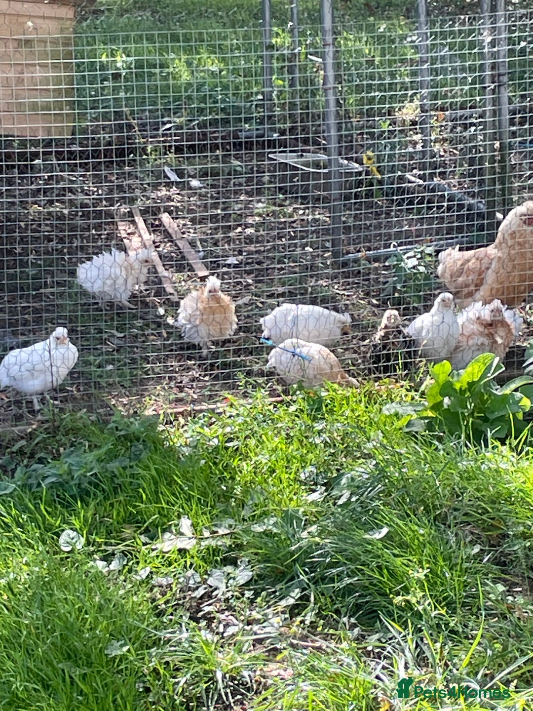 Chickens poultry for sale: Frizzle cross Silkie  - Image 4