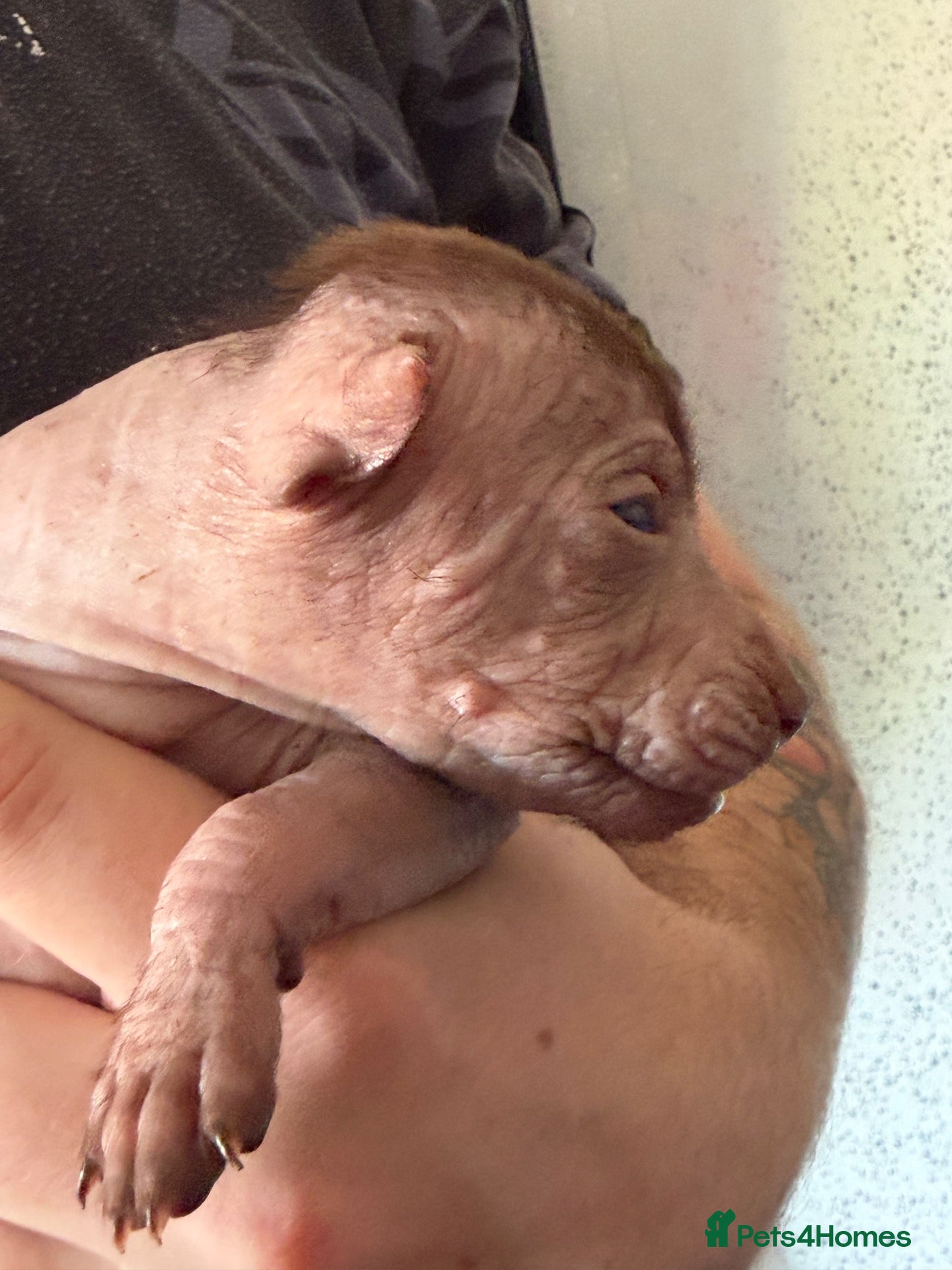 Mexican Hairless dogs NEW intermediate size. - Advert 4