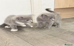 Russian Blue cats for sale: Kitchens  - Image 6