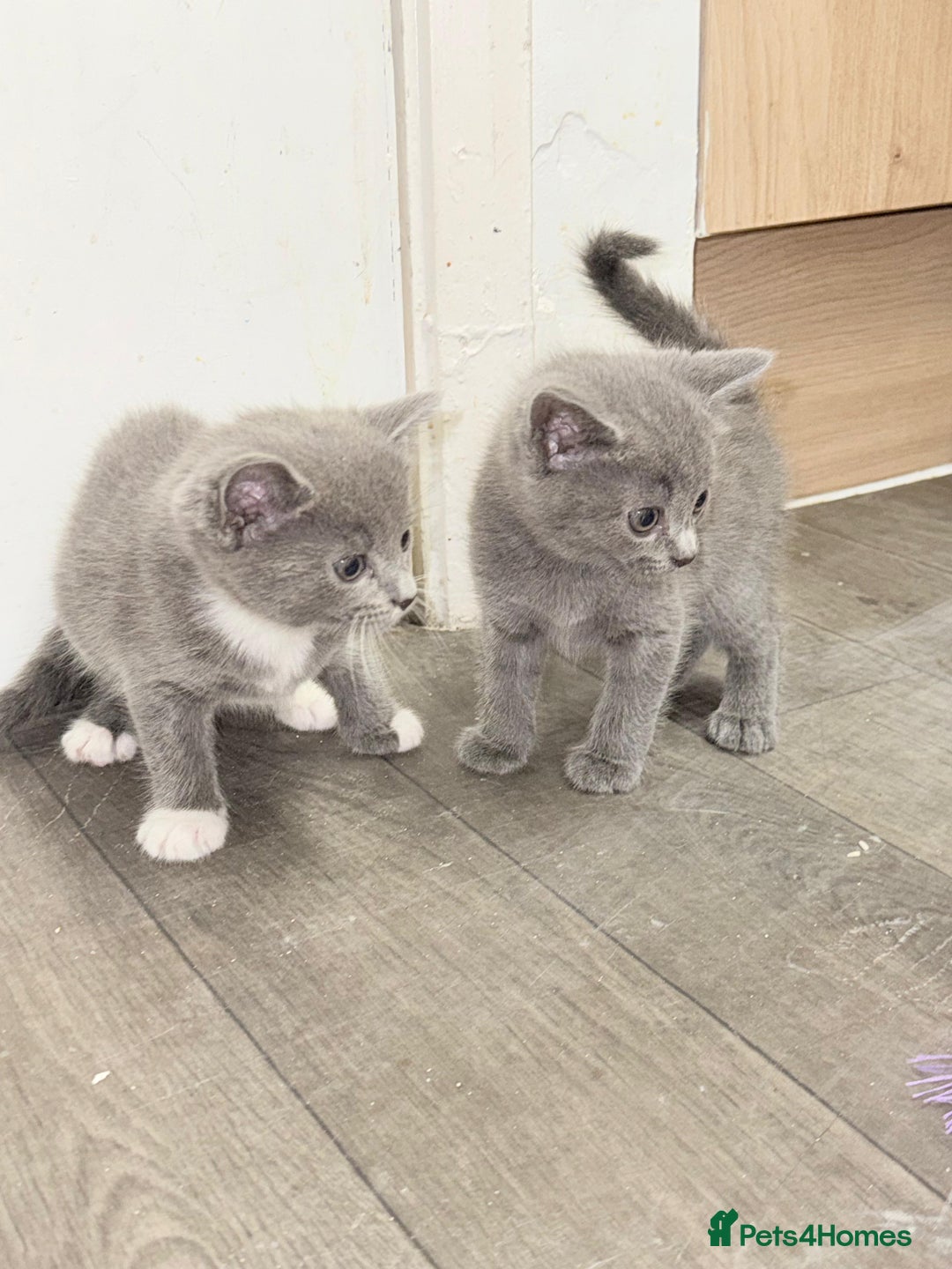 Russian Blue cats for sale: Kitchens  - Image 6