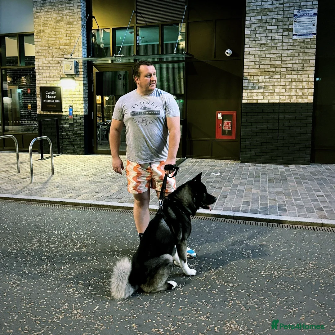 Akita dogs for sale: American Akita- Loyal and a wonderful temprement. - Image 6