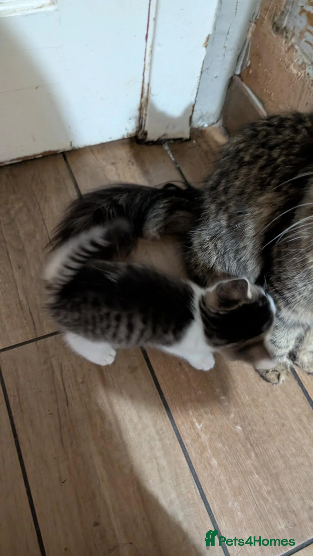Mixed Breed cats for sale: Very nice kittens for sale😀❤️ - Advert 2