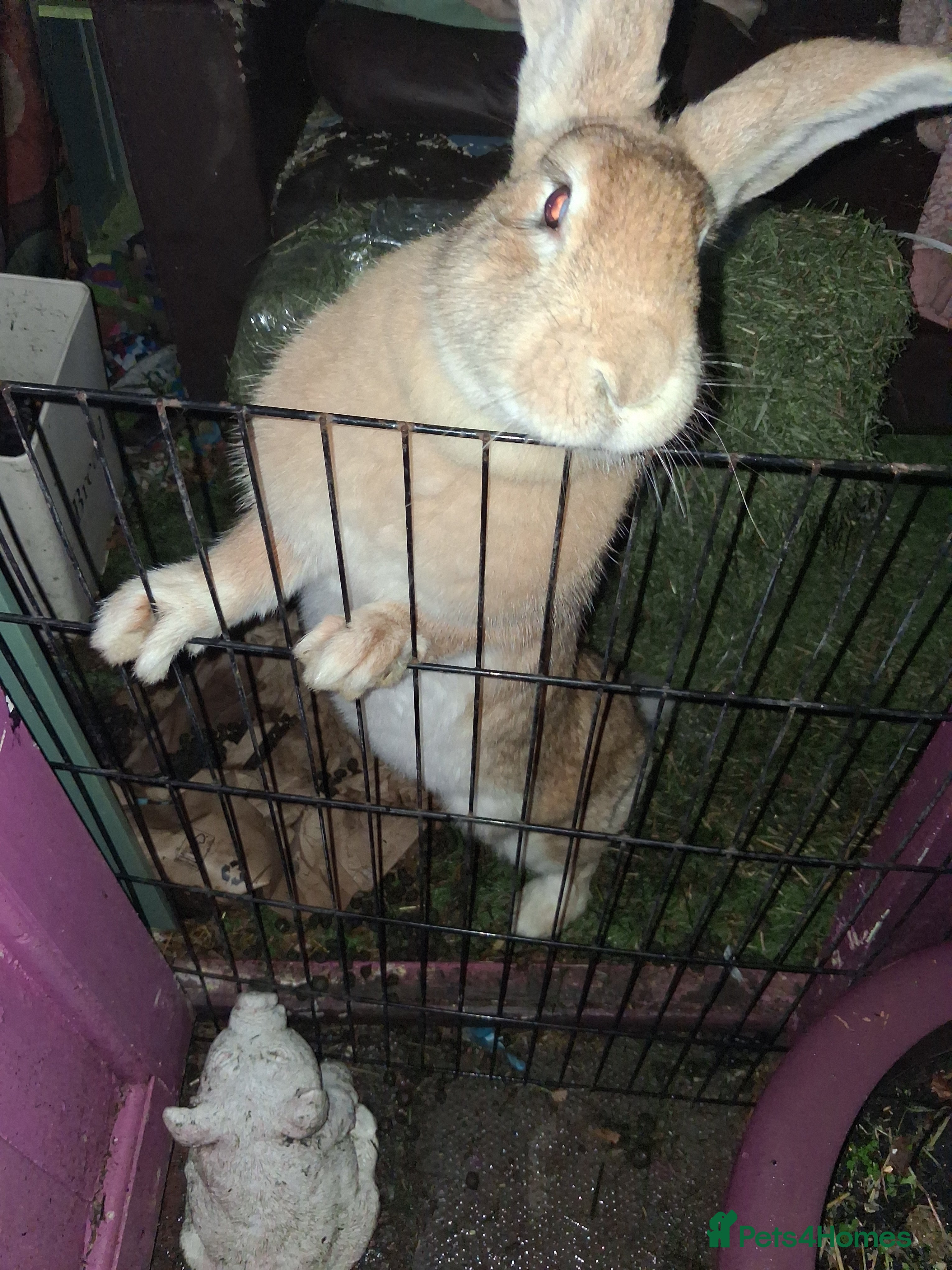 Continental Giant rabbits Gorgeous Giant Continental rabbit - Advert 9