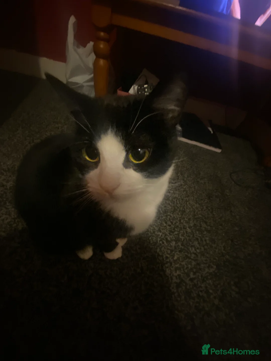 British Shorthair cats for sale: Oreo :)  - Advert 2