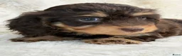 Mixed Breed dogs for sale: Gorgeous fluffy Daxi cross puppies  - Advert 7
