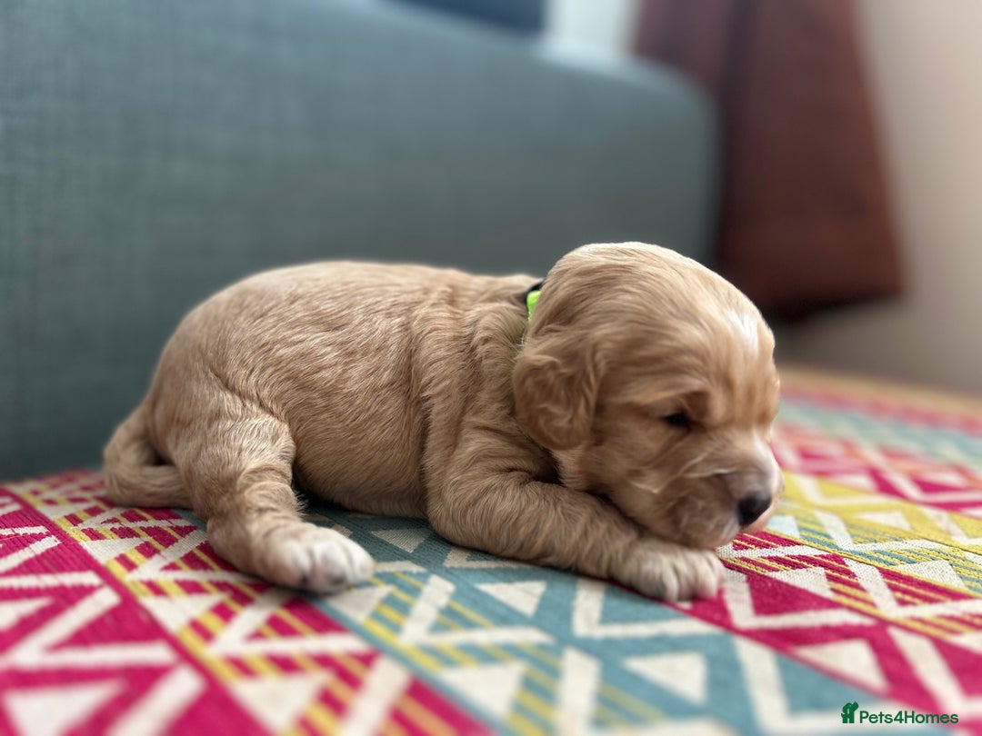 Cockapoo dogs for sale: Beautiful Cockapoo’s - Advert 5