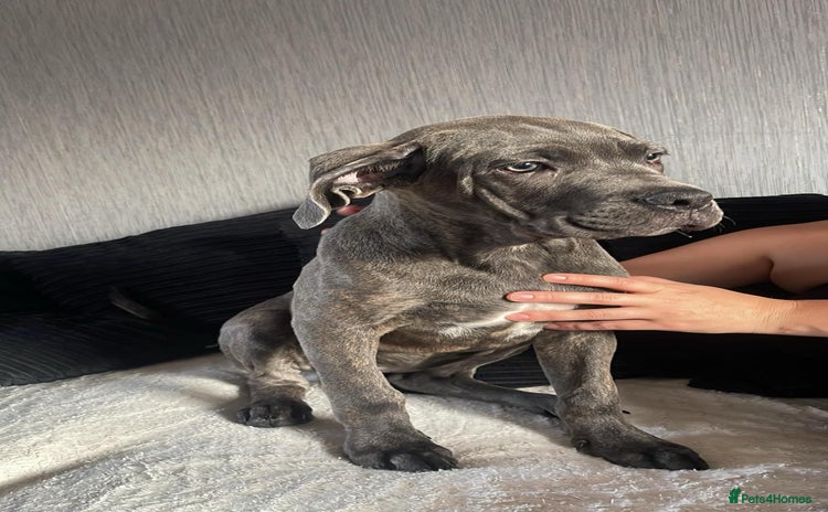 Cane Corso dogs - Advert 4