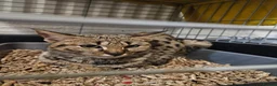 Savannah cats for sale: F2 SAVANNAH  - Advert 4