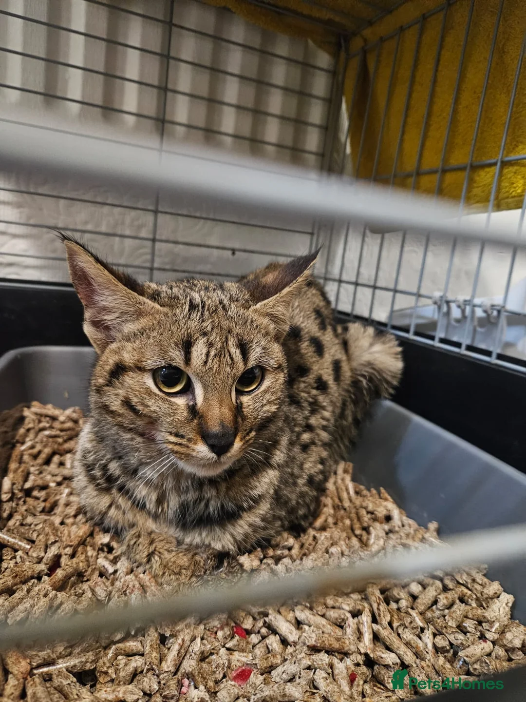 Savannah cats for sale: F2 SAVANNAH  - Advert 4